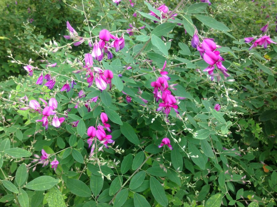 Fabaceae Lespedeza bicolor