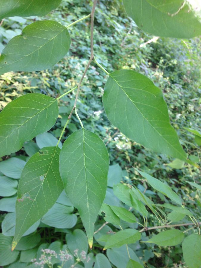 Moraceae Maclura pomifera