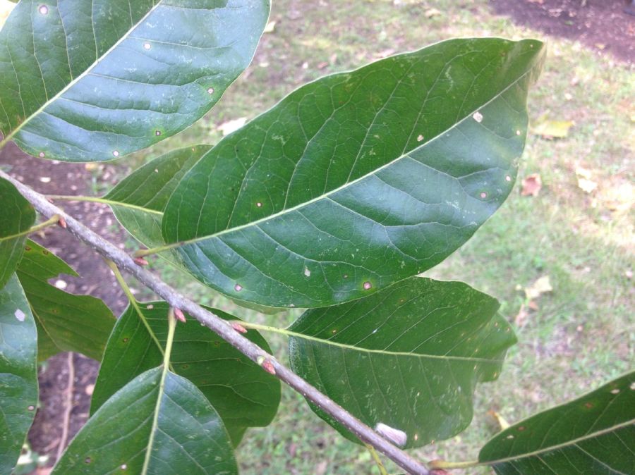 Nyssaceae Nyssa sylvatica