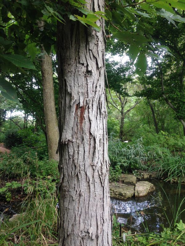 Juglandaceae Carya laciniosa