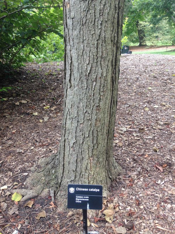 Bignoniaceae Catalpa ovata