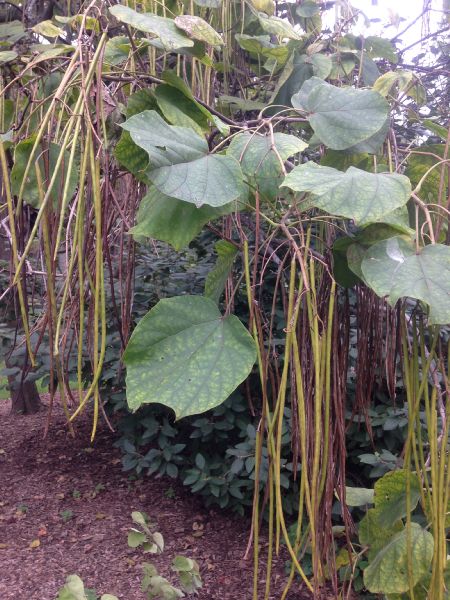 Bignoniaceae Catalpa ovata