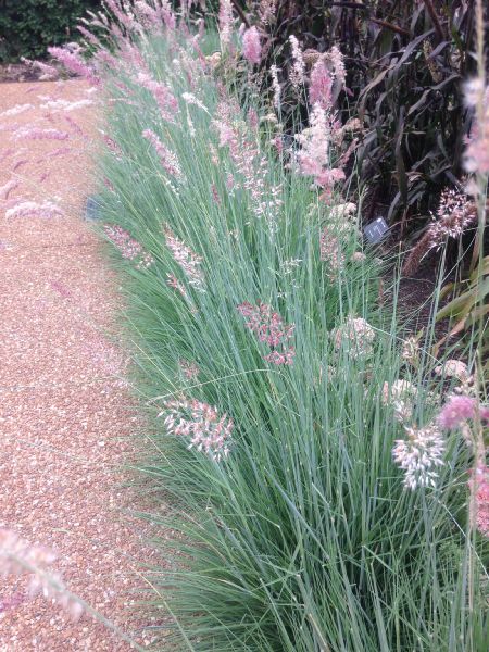 Poaceae Melinis nerviglumis