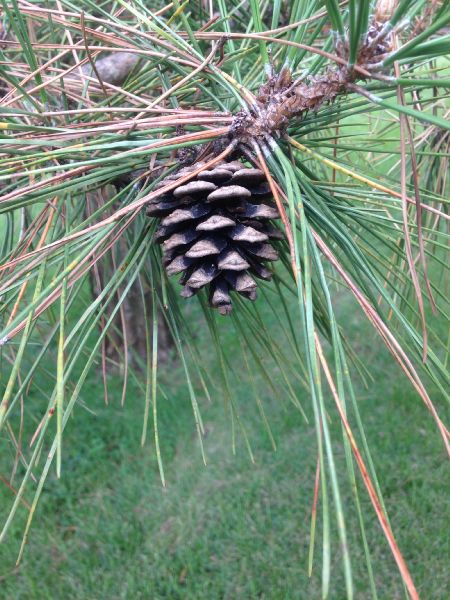 Pinaceae Pinus thunbergii