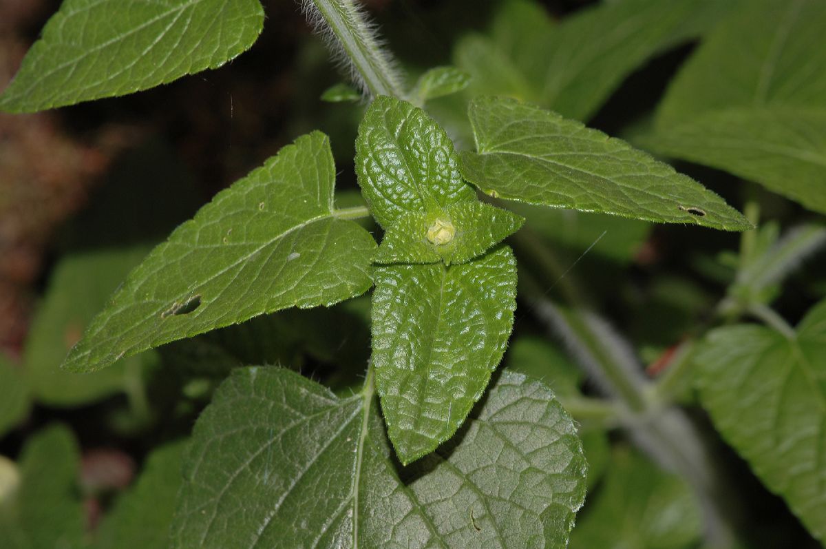 Lamiaceae Salvia 