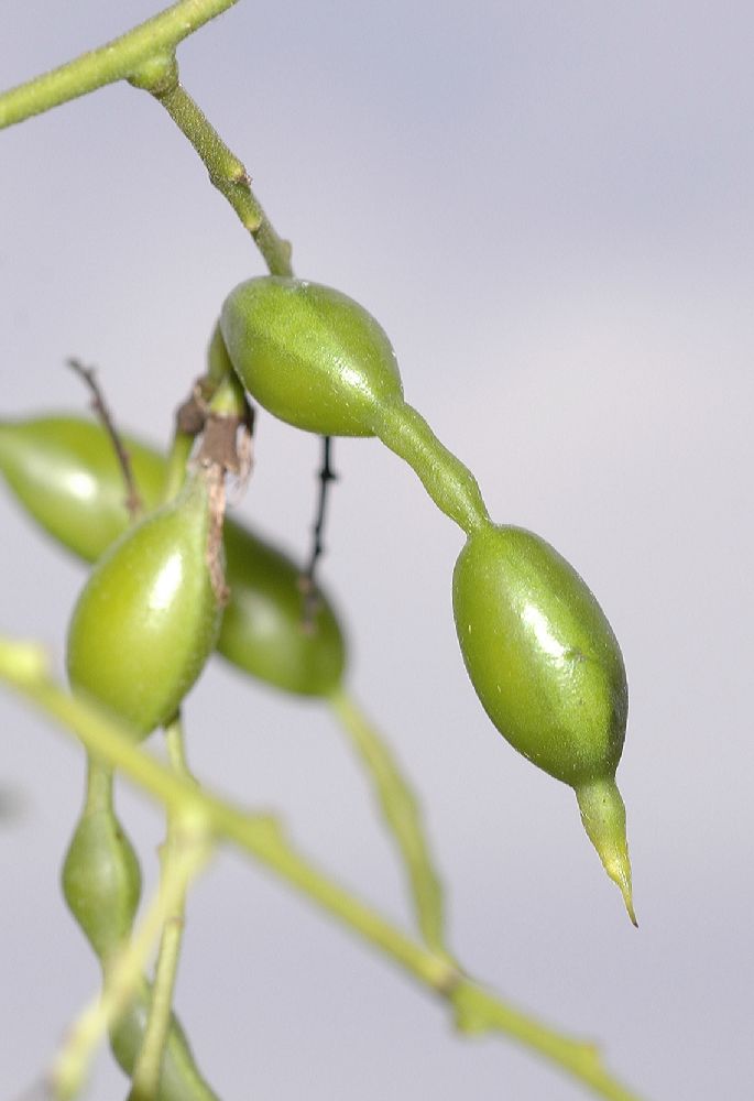 Fabaceae Styphnolobium japonicum