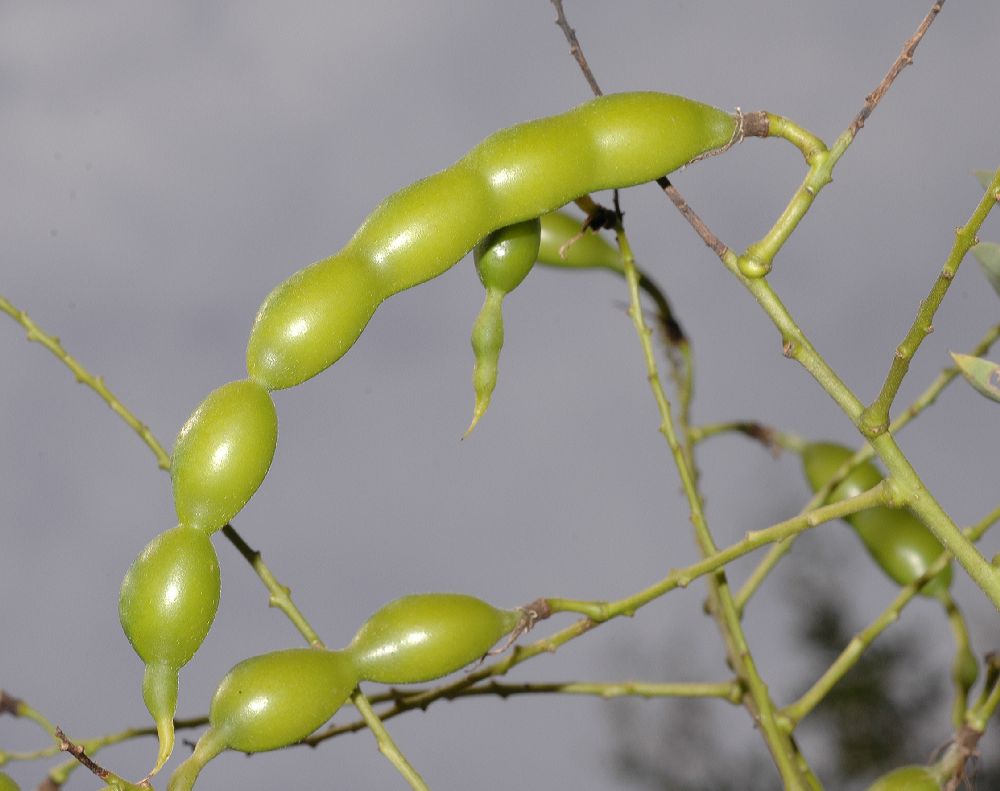 Fabaceae Styphnolobium japonicum