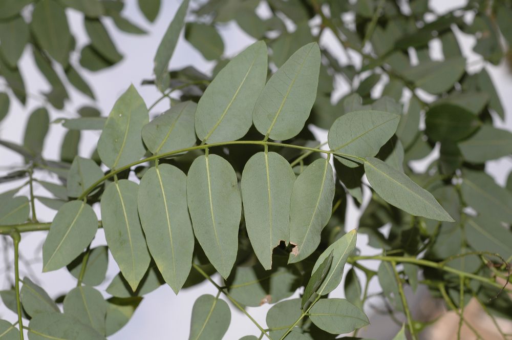 Fabaceae Styphnolobium japonicum