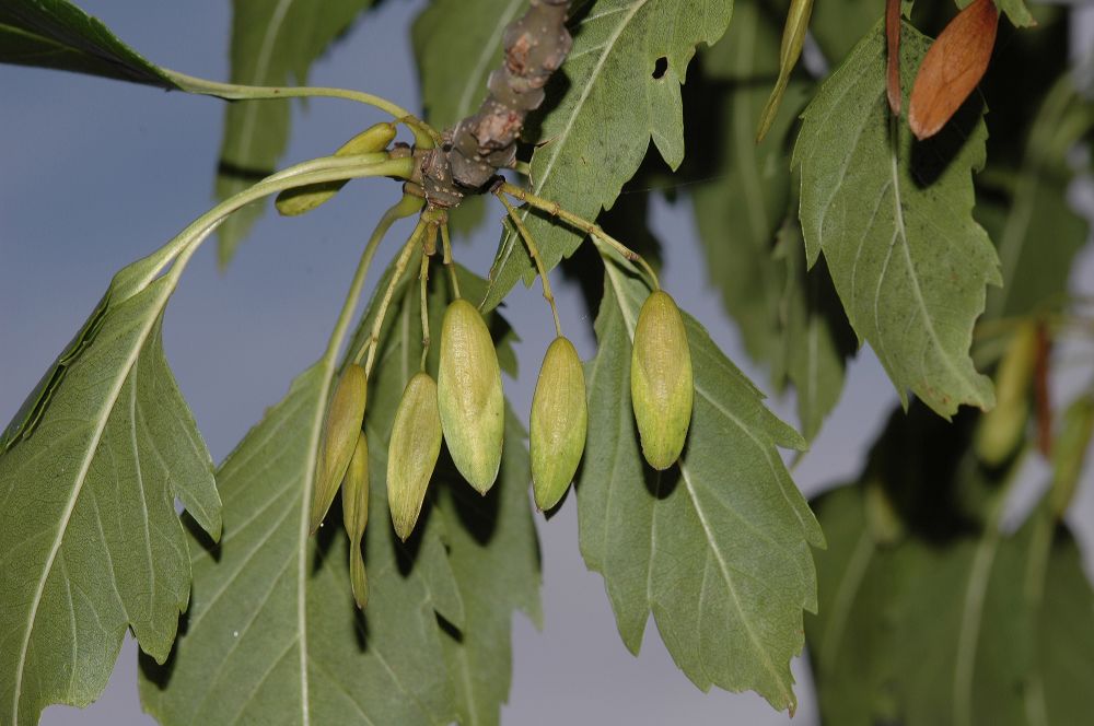 Oleaceae Fraxinus excelsior