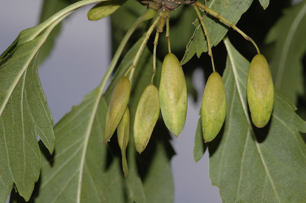 Oleaceae Fraxinus excelsior