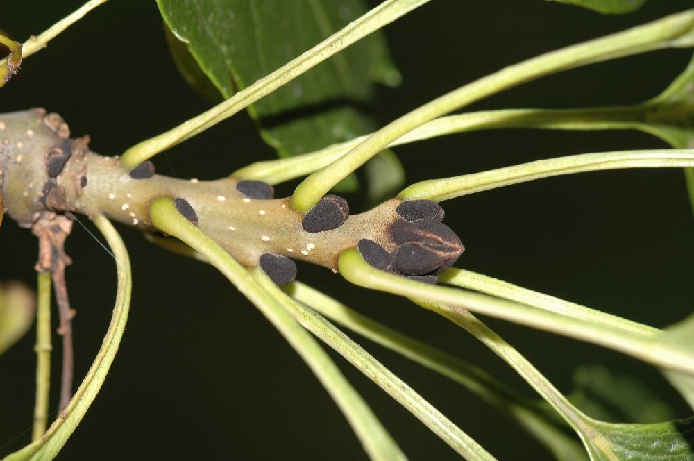 Oleaceae Fraxinus excelsior