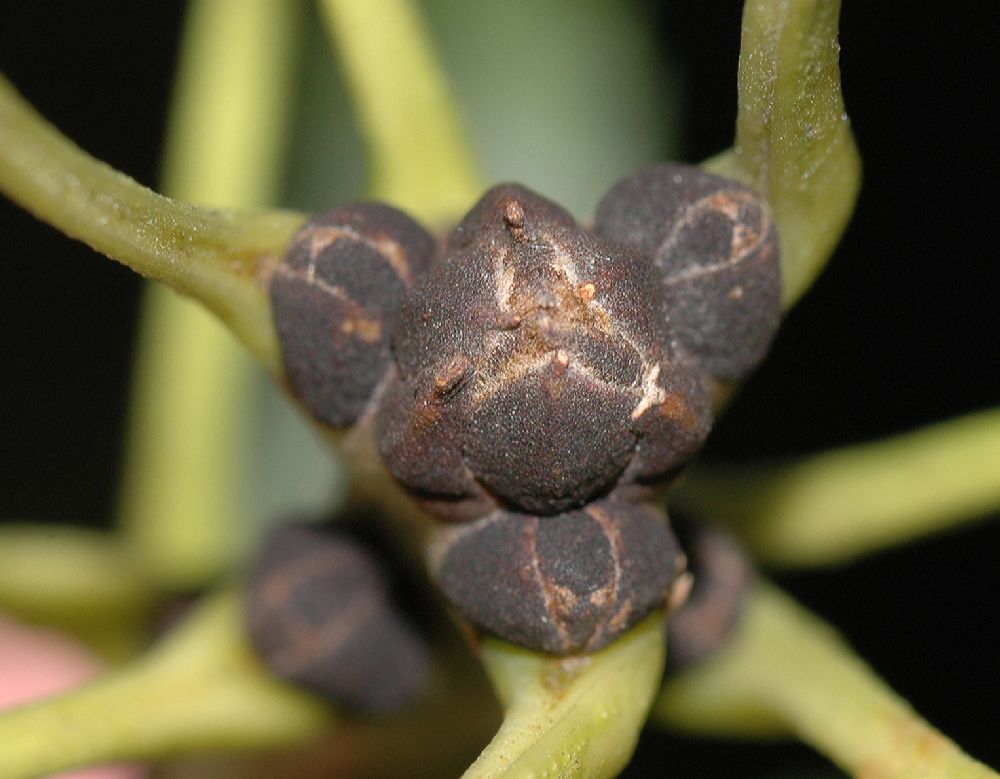 Oleaceae Fraxinus excelsior