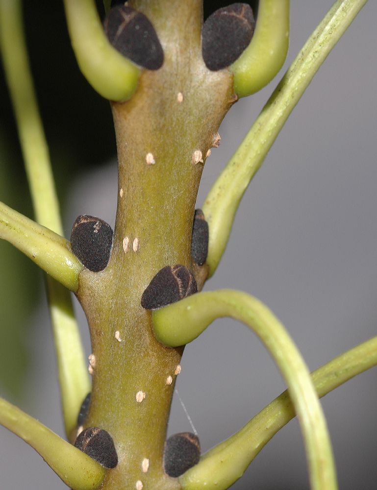 Oleaceae Fraxinus excelsior