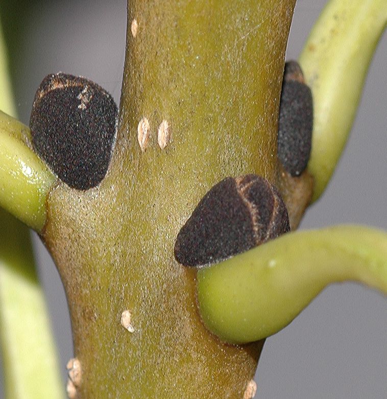 Oleaceae Fraxinus excelsior