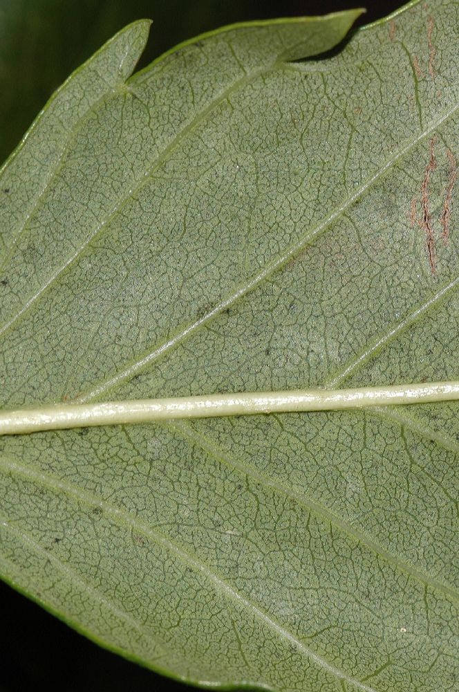 Oleaceae Fraxinus excelsior