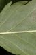 image of Fraxinus excelsior