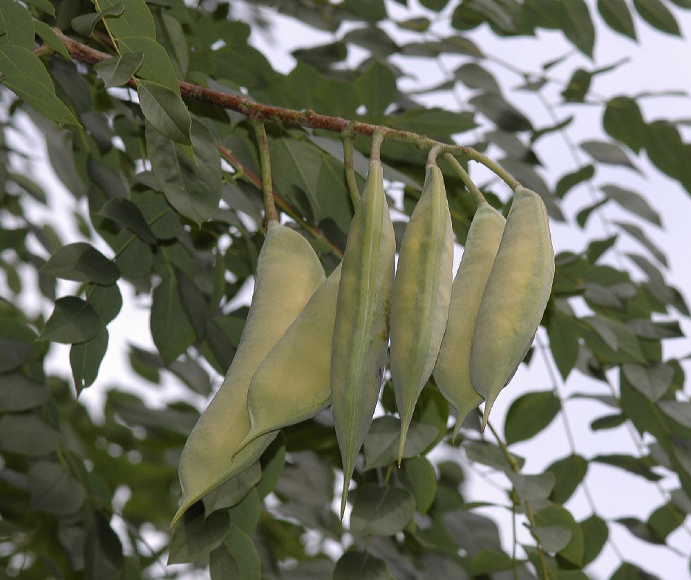 Fabaceae Gymnocladus dioica