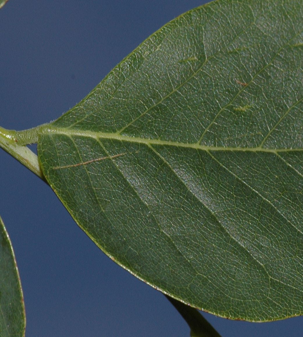 Fabaceae Gymnocladus dioica