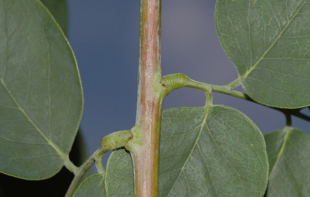 Fabaceae Gymnocladus dioica