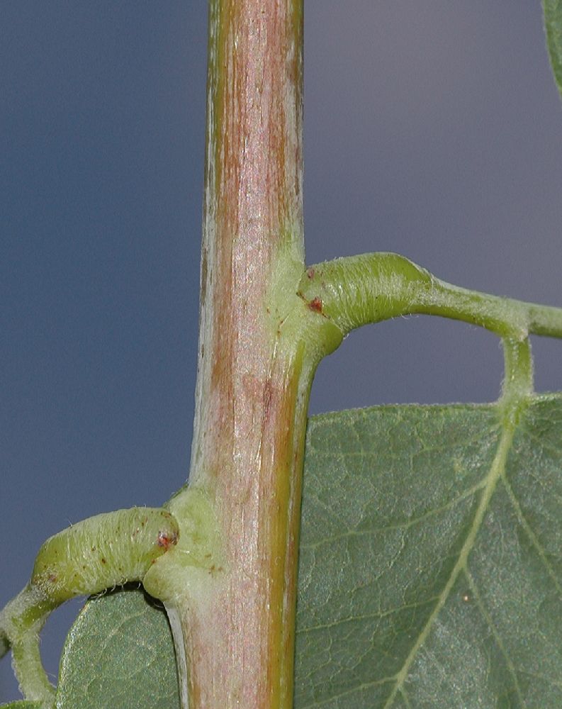 Fabaceae Gymnocladus dioica