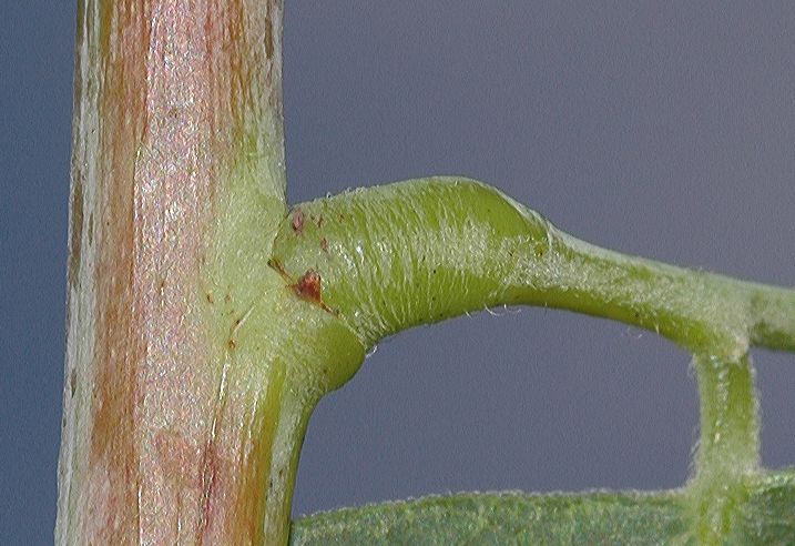 Fabaceae Gymnocladus dioica