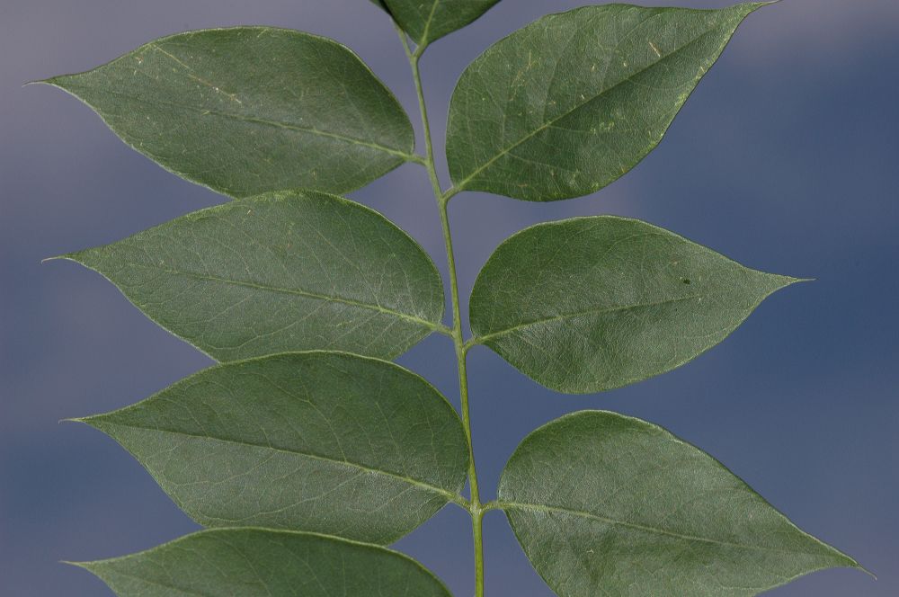 Fabaceae Gymnocladus dioica