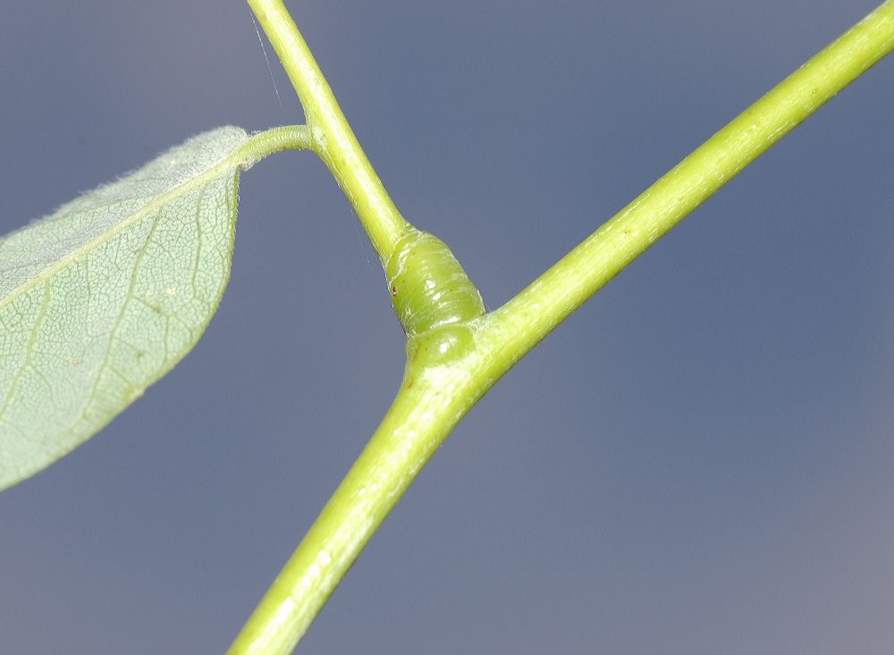 Fabaceae Gymnocladus dioica