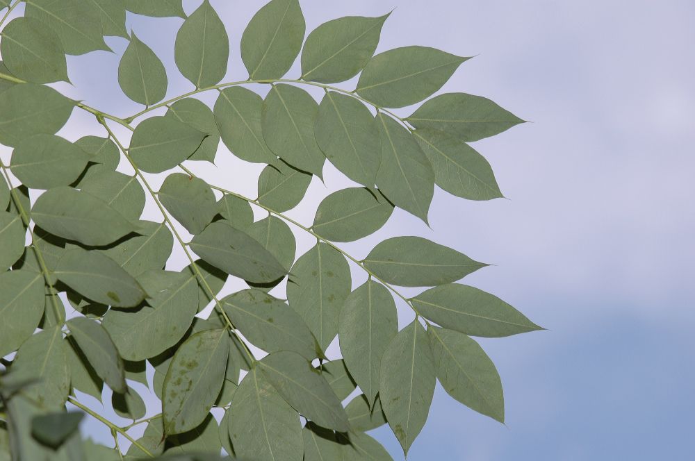 Fabaceae Gymnocladus dioica