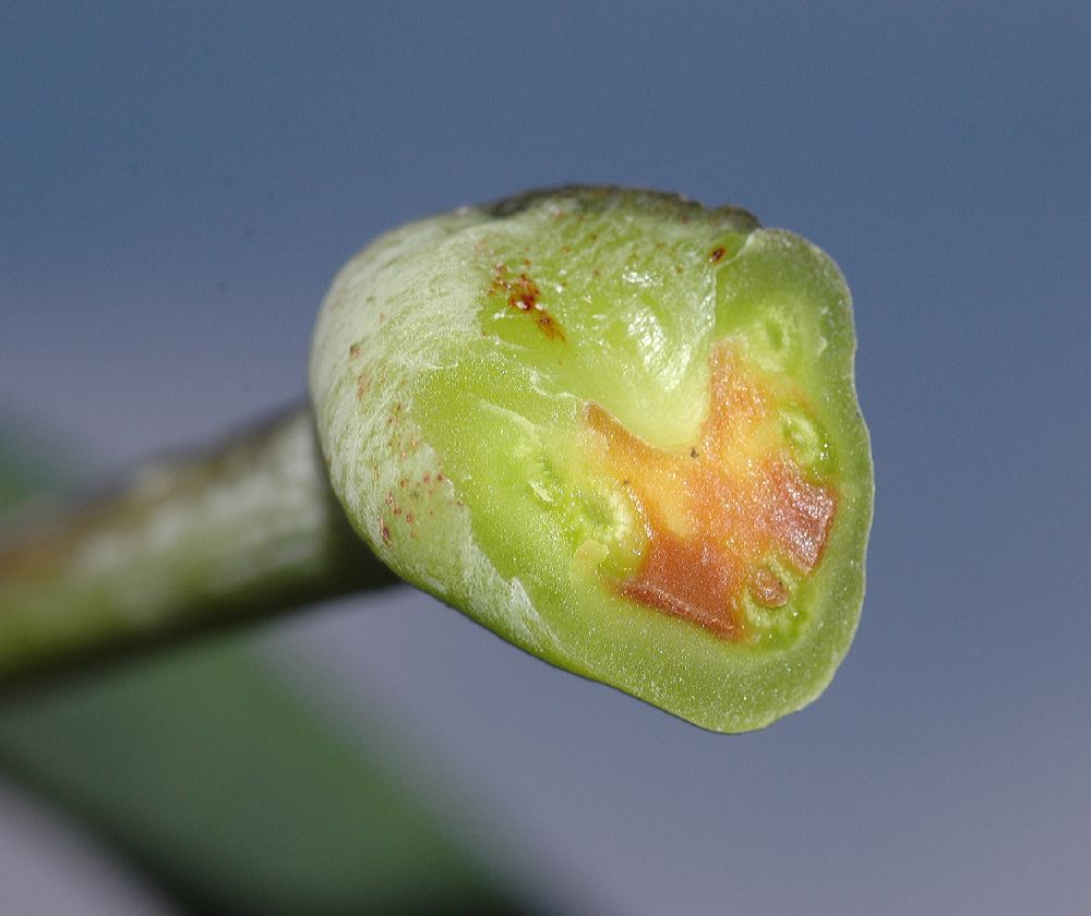 Fabaceae Gymnocladus dioica