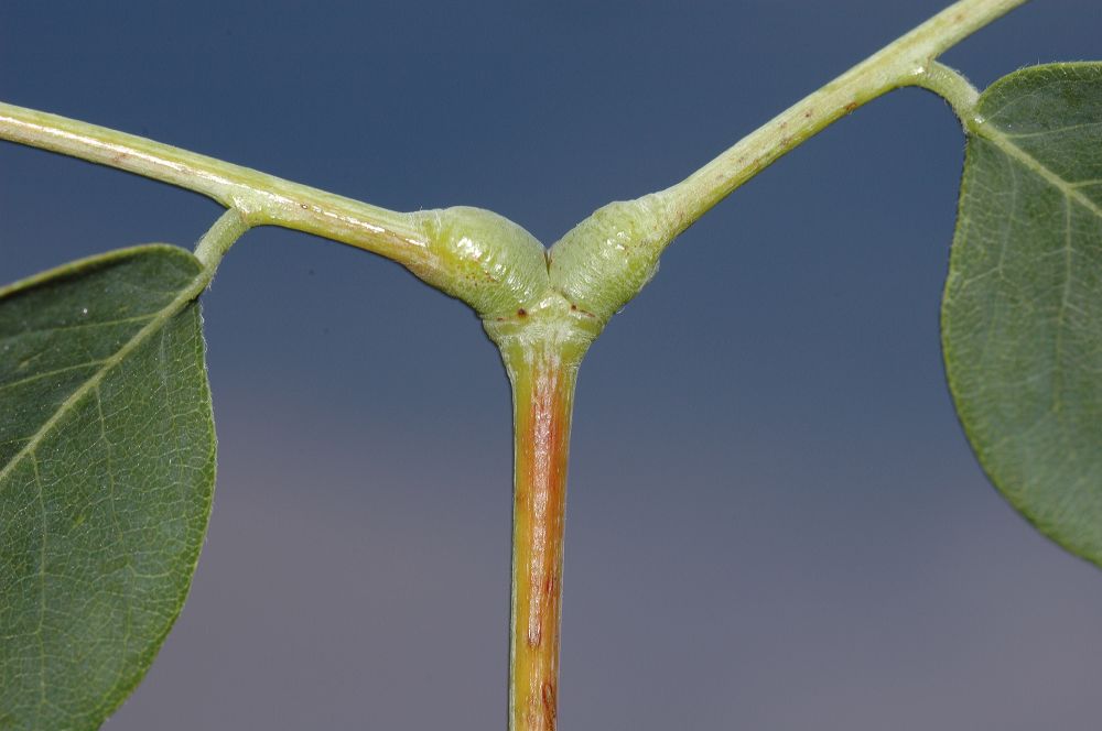 Fabaceae Gymnocladus dioica