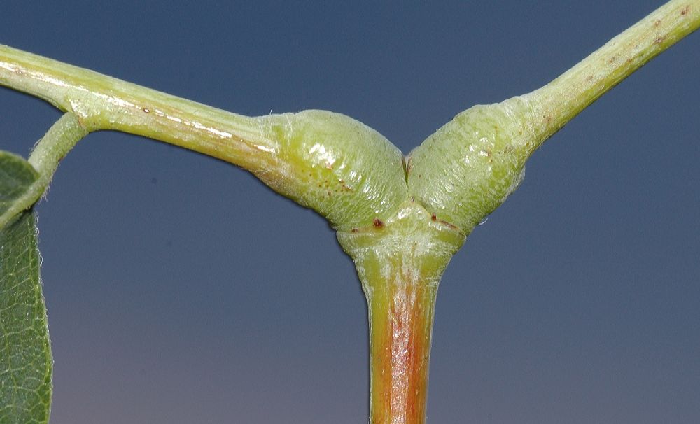 Fabaceae Gymnocladus dioica