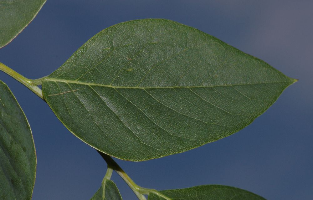 Fabaceae Gymnocladus dioica