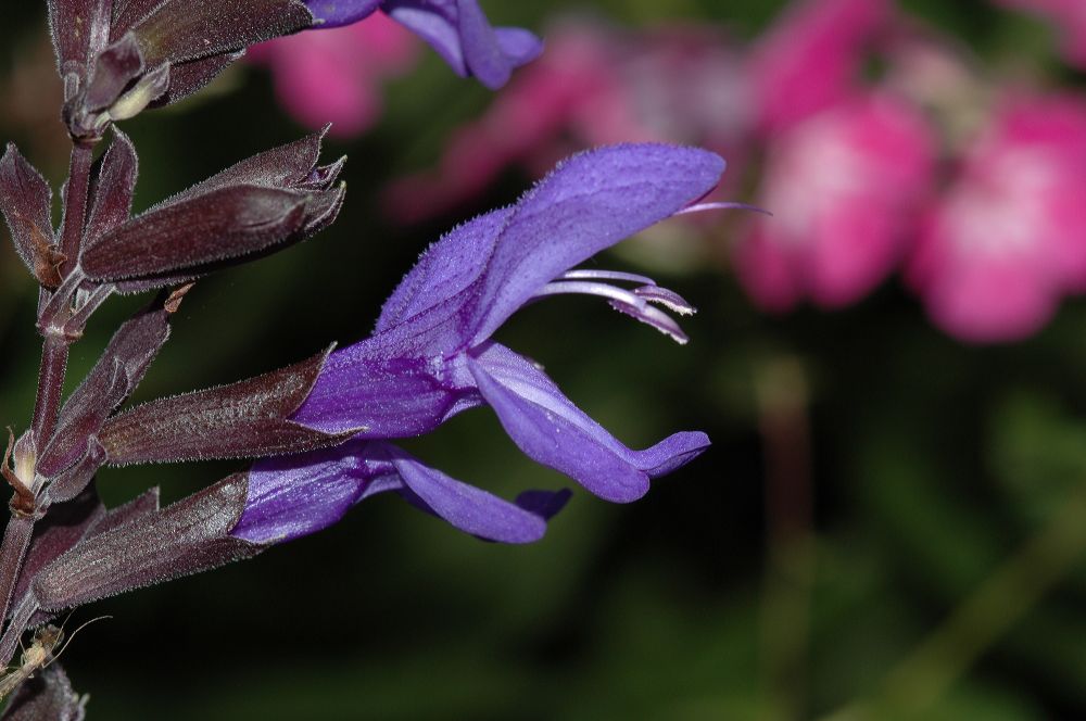 Lamiaceae Salvia 