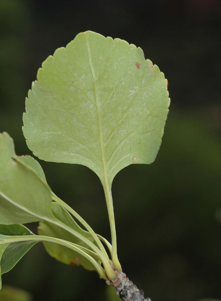 Oleaceae Fraxinus anomala