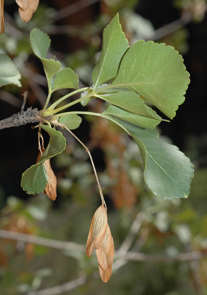 Oleaceae Fraxinus anomala