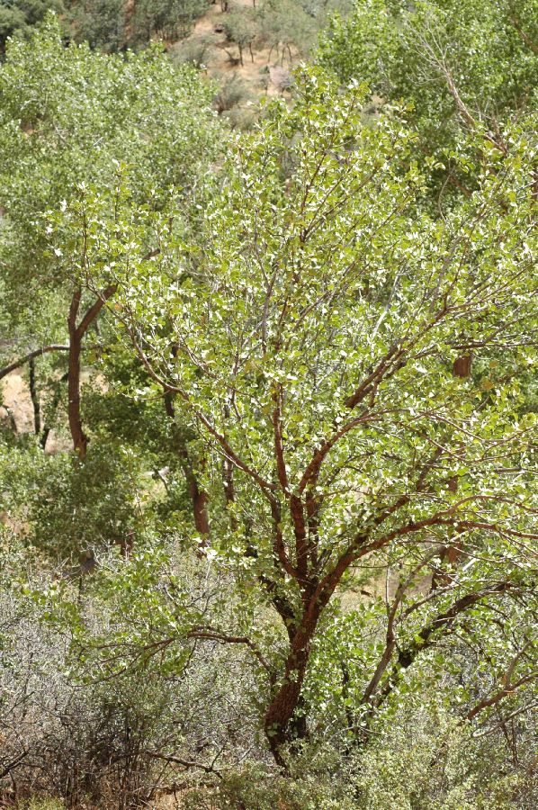 Oleaceae Fraxinus anomala