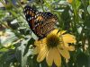 image of Limenitis archippus