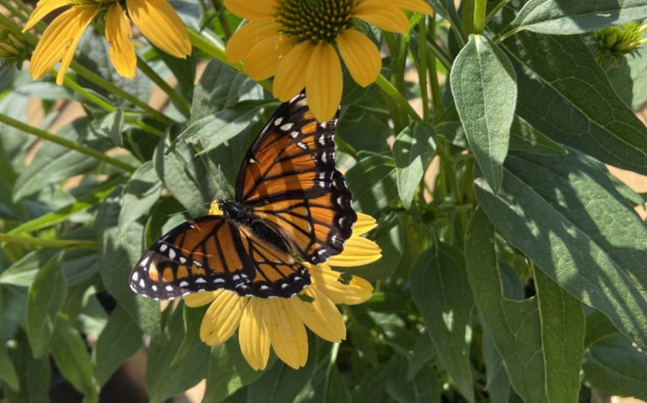 Nymphalidae Limenitis archippus