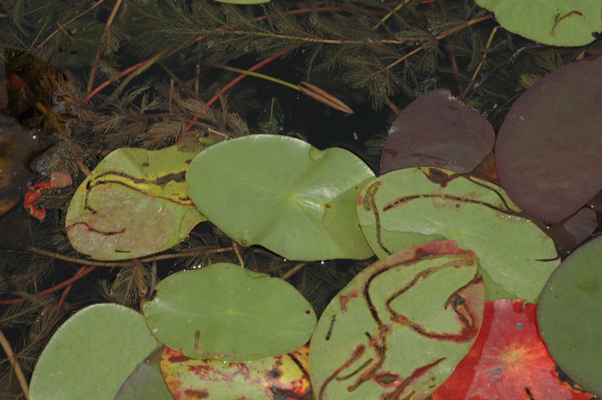 Cabombaceae Brasenia schreberi