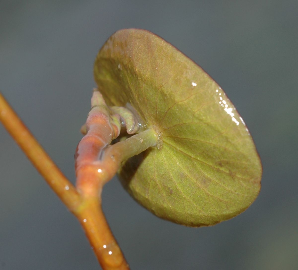 Cabombaceae Brasenia schreberi