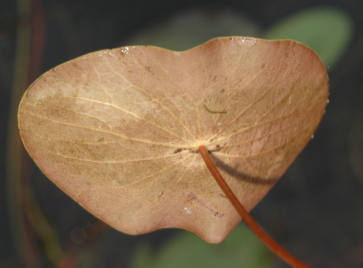 Cabombaceae Brasenia schreberi