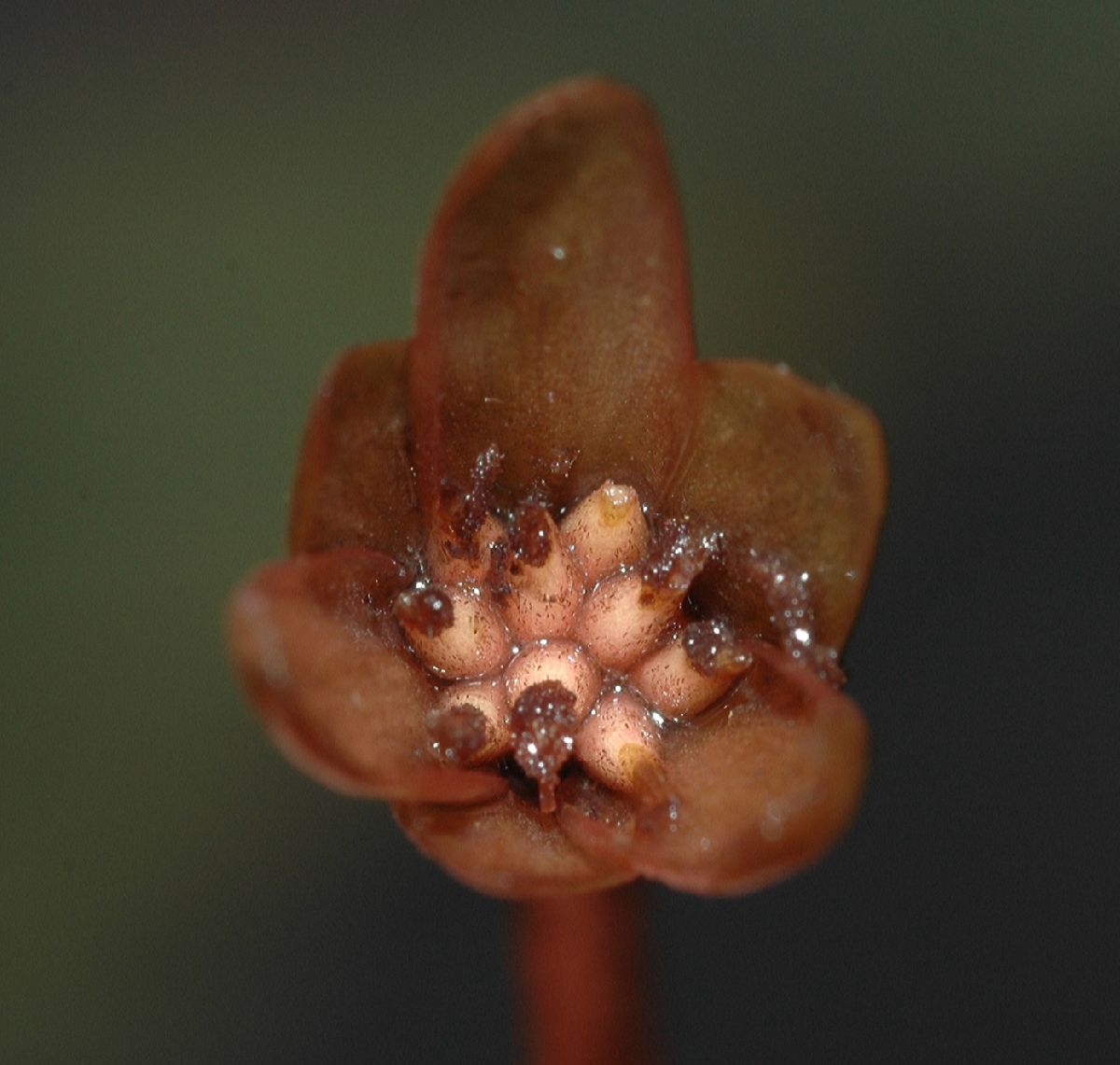 Cabombaceae Brasenia schreberi