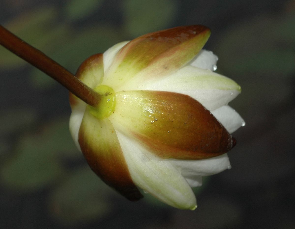 Nymphaeaceae Nymphaea leibergii