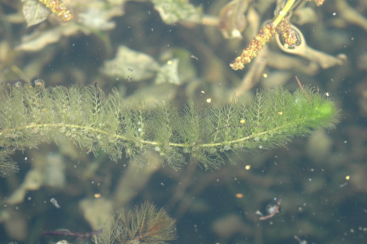 Lentibulariaceae Utricularia 