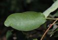 image of Prunus virginiana