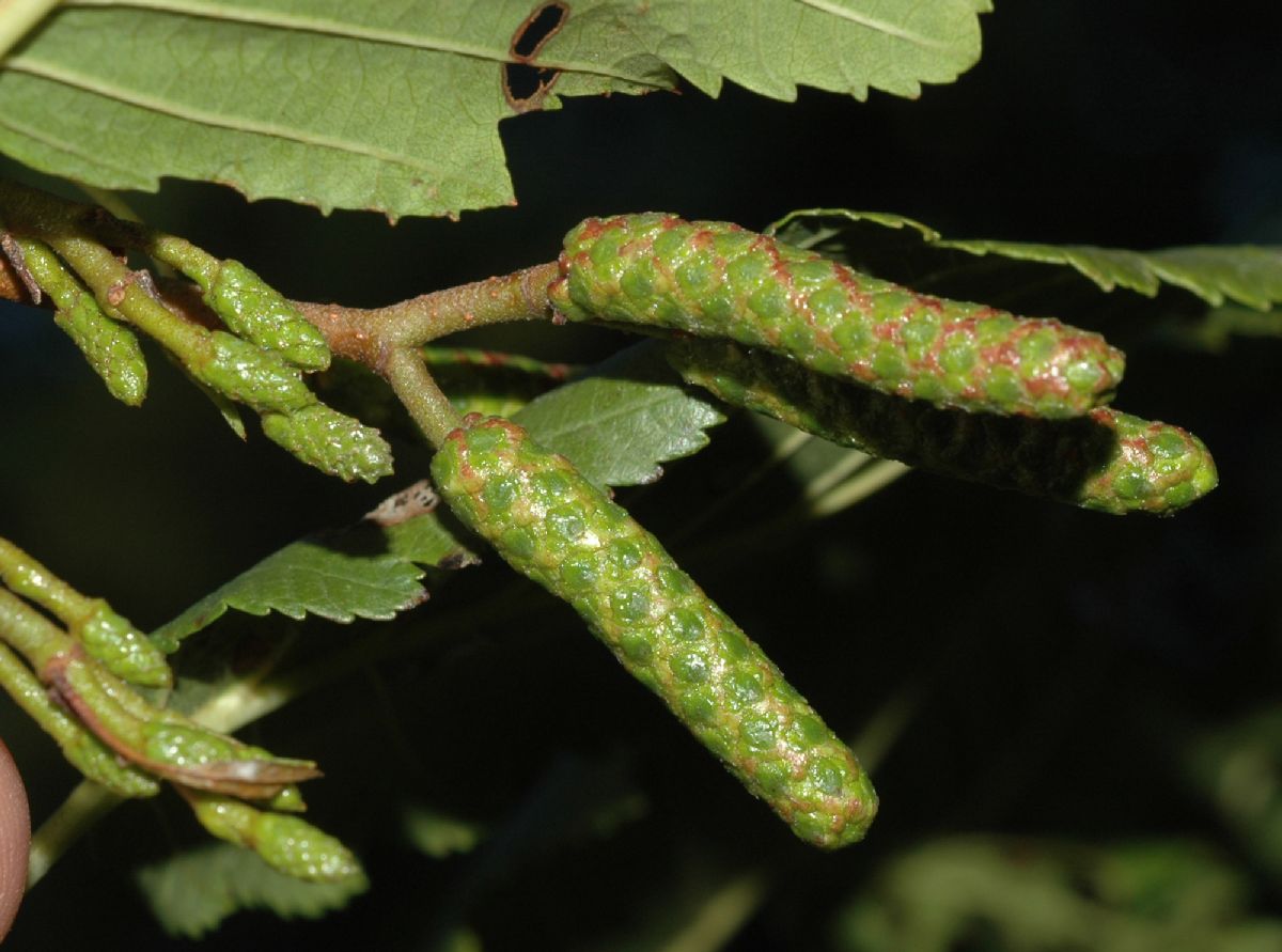 Betulaceae Alnus tenuifolia