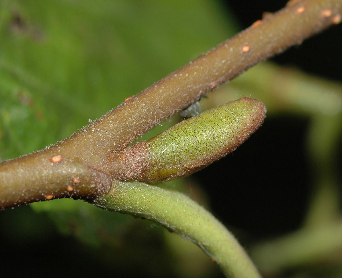 Betulaceae Alnus tenuifolia