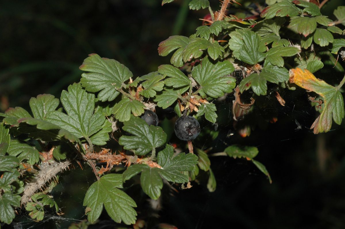 Grossulariaceae Ribes oxyacanthoides