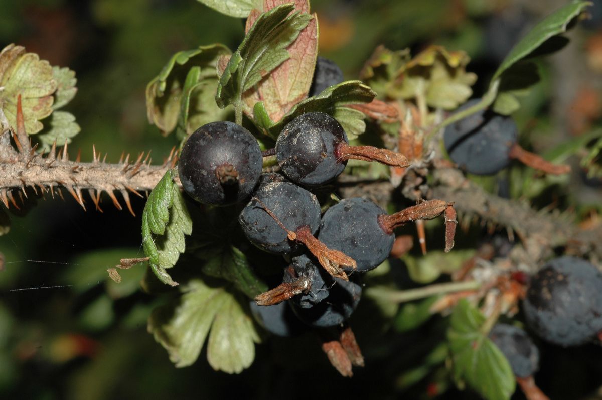 Grossulariaceae Ribes oxyacanthoides