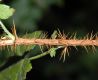 image of Ribes lacustre